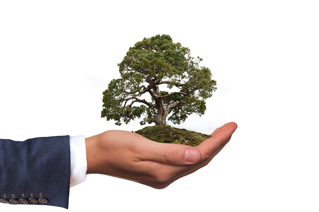 De wondere wereld van bonsai: van historische wortels tot hedendaagse snoei- en verzorgingstechnieken